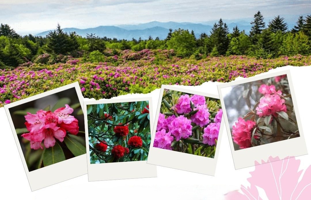 Rhododendron Festival