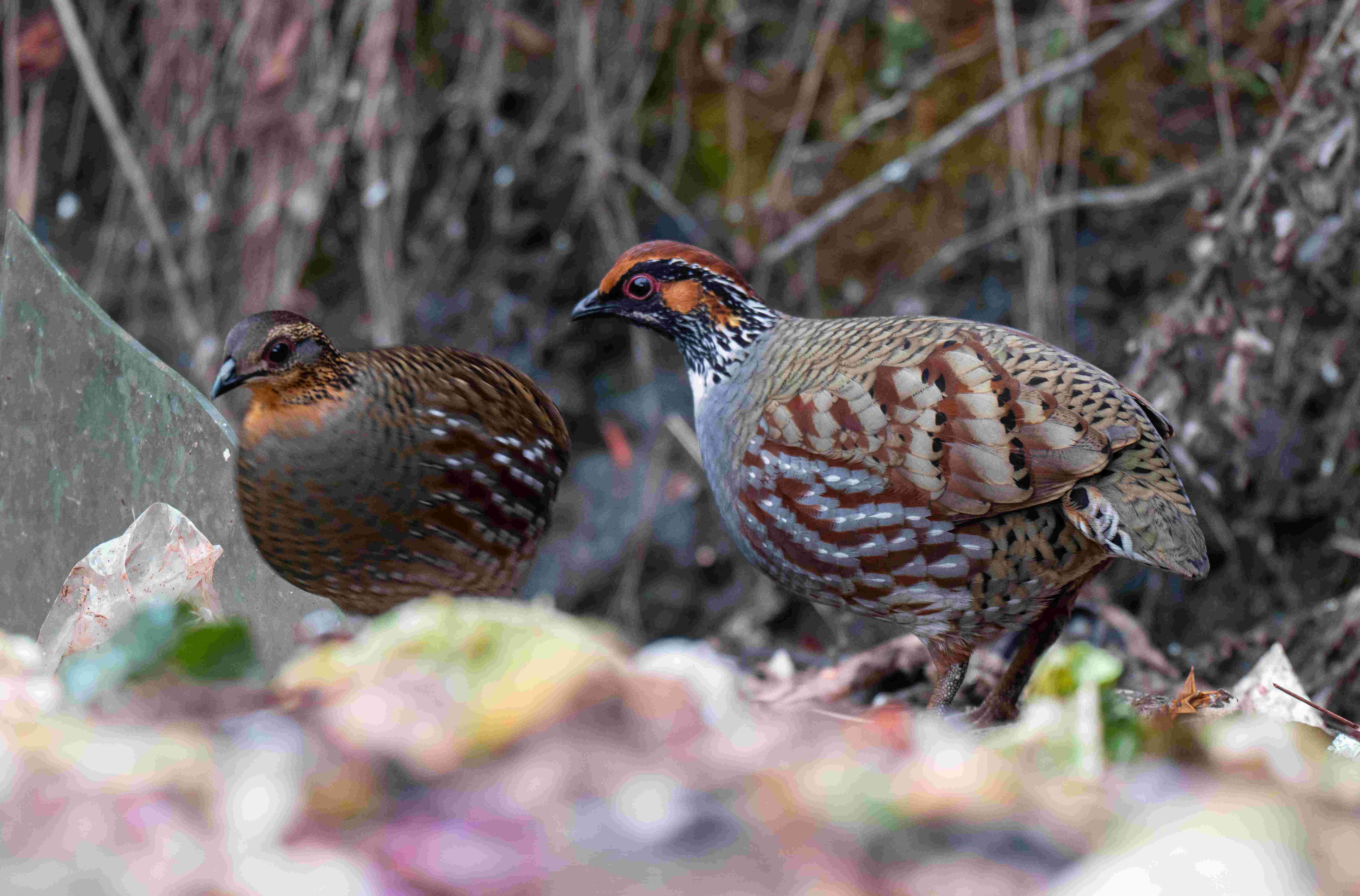 Bhutan Avian Odyssey