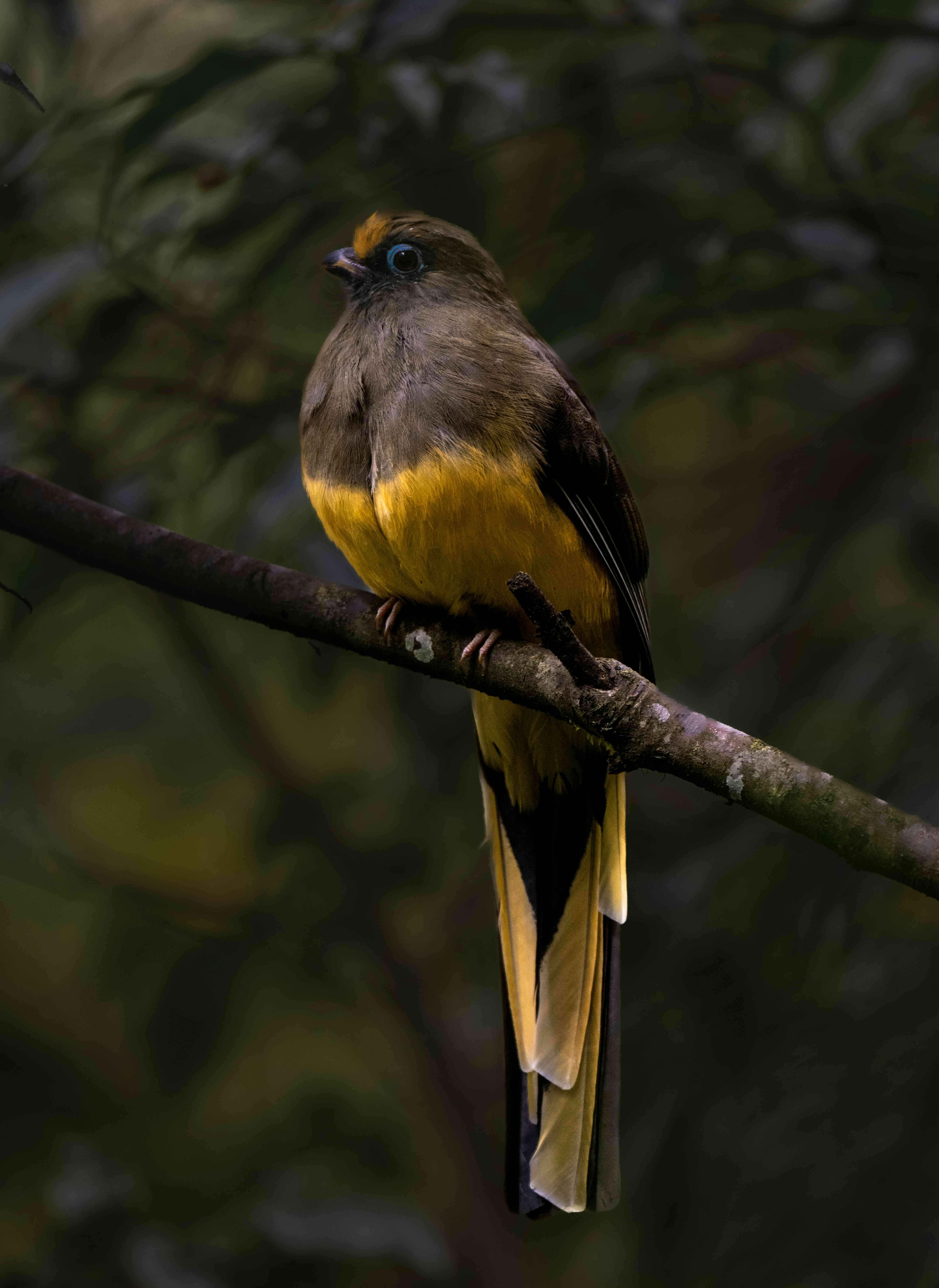 Birding Hotspots Expedition