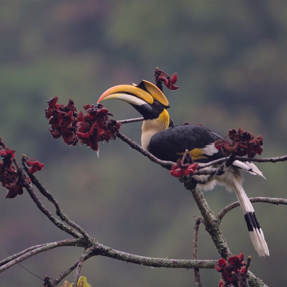 Grand Bhutan Birding Expedition