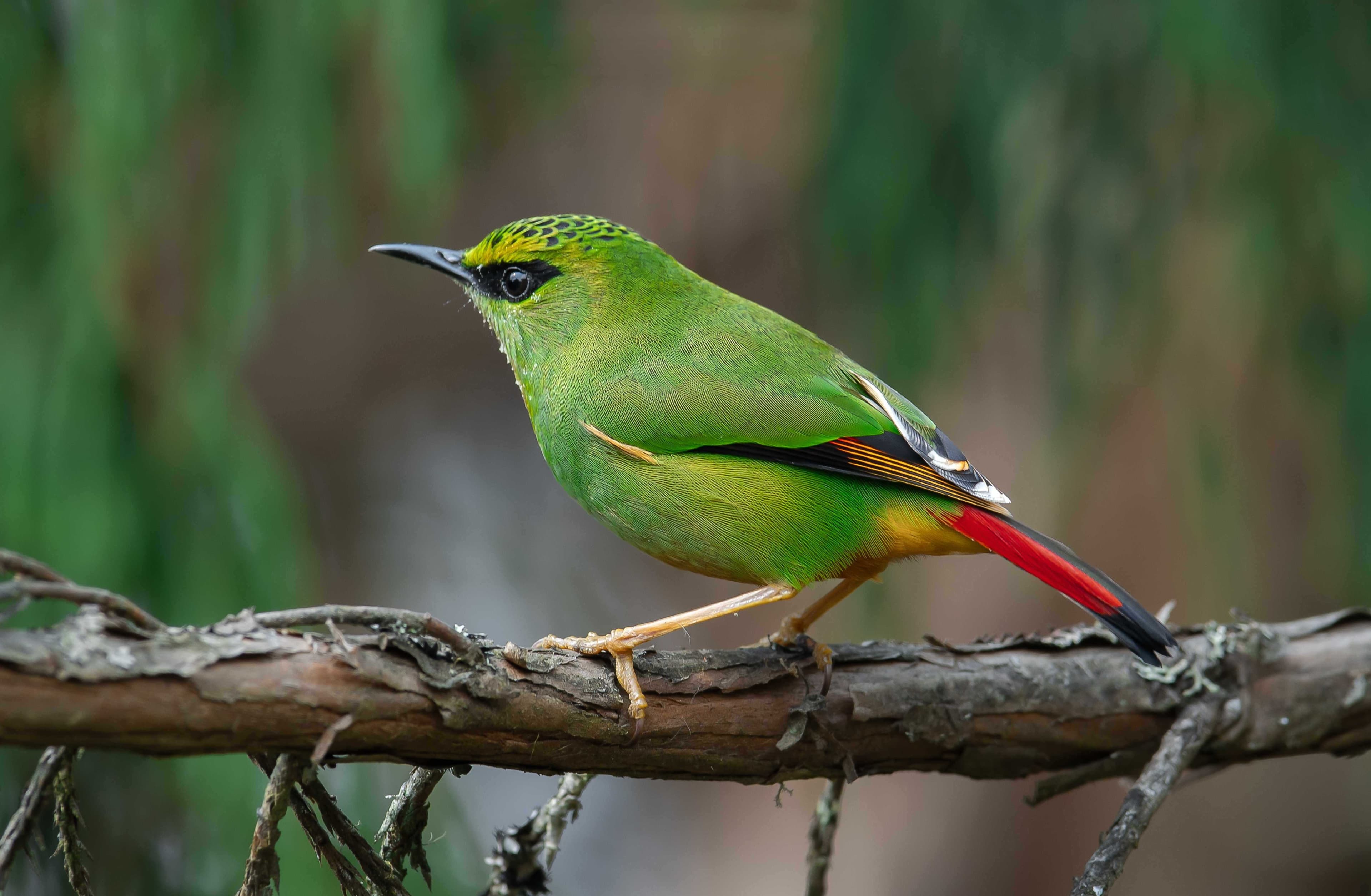 Wings of the Himalayas