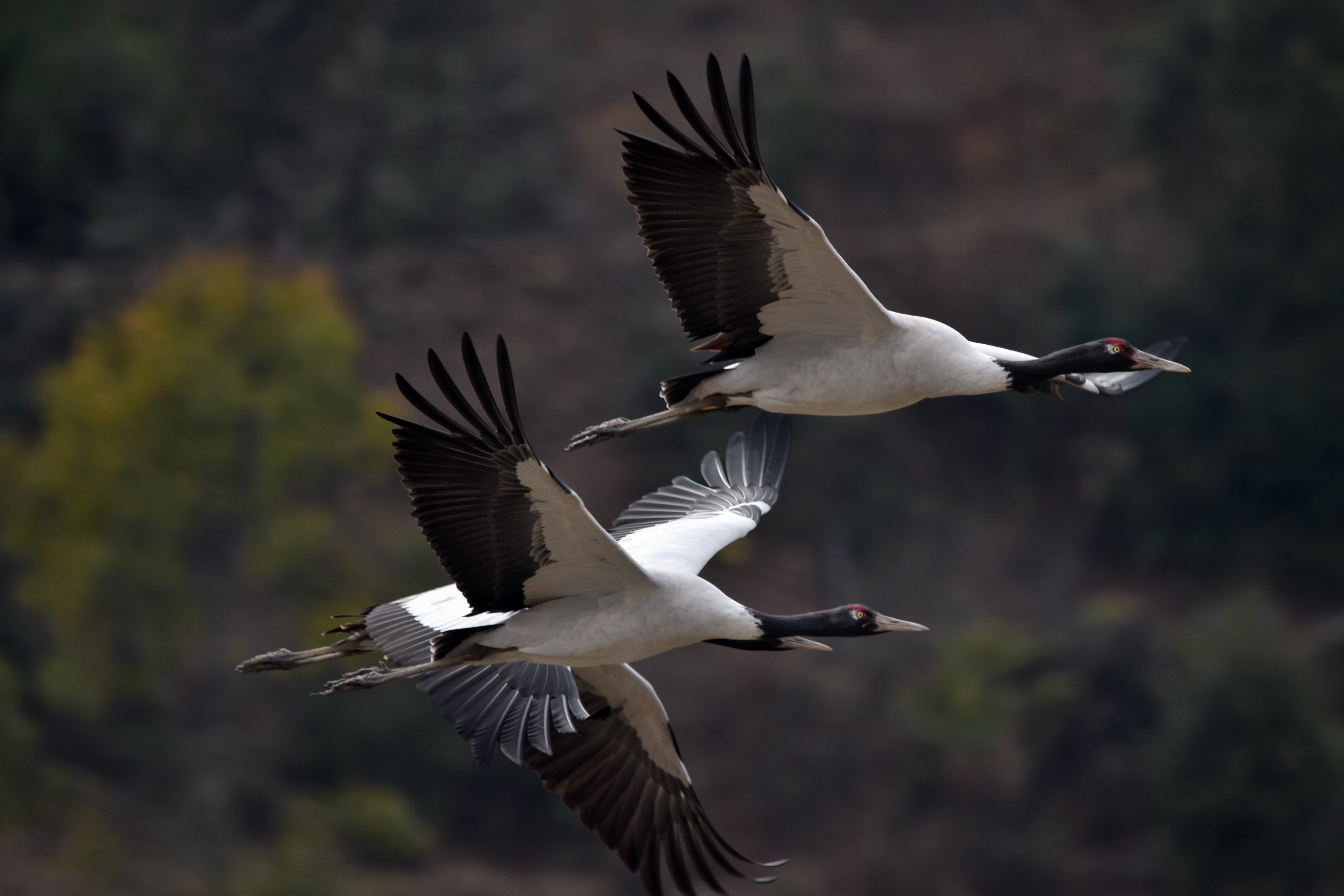 Phobjikha Valley: Following the Black-Necked Cranes